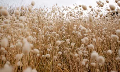coton-elle-box coton-elle-box
